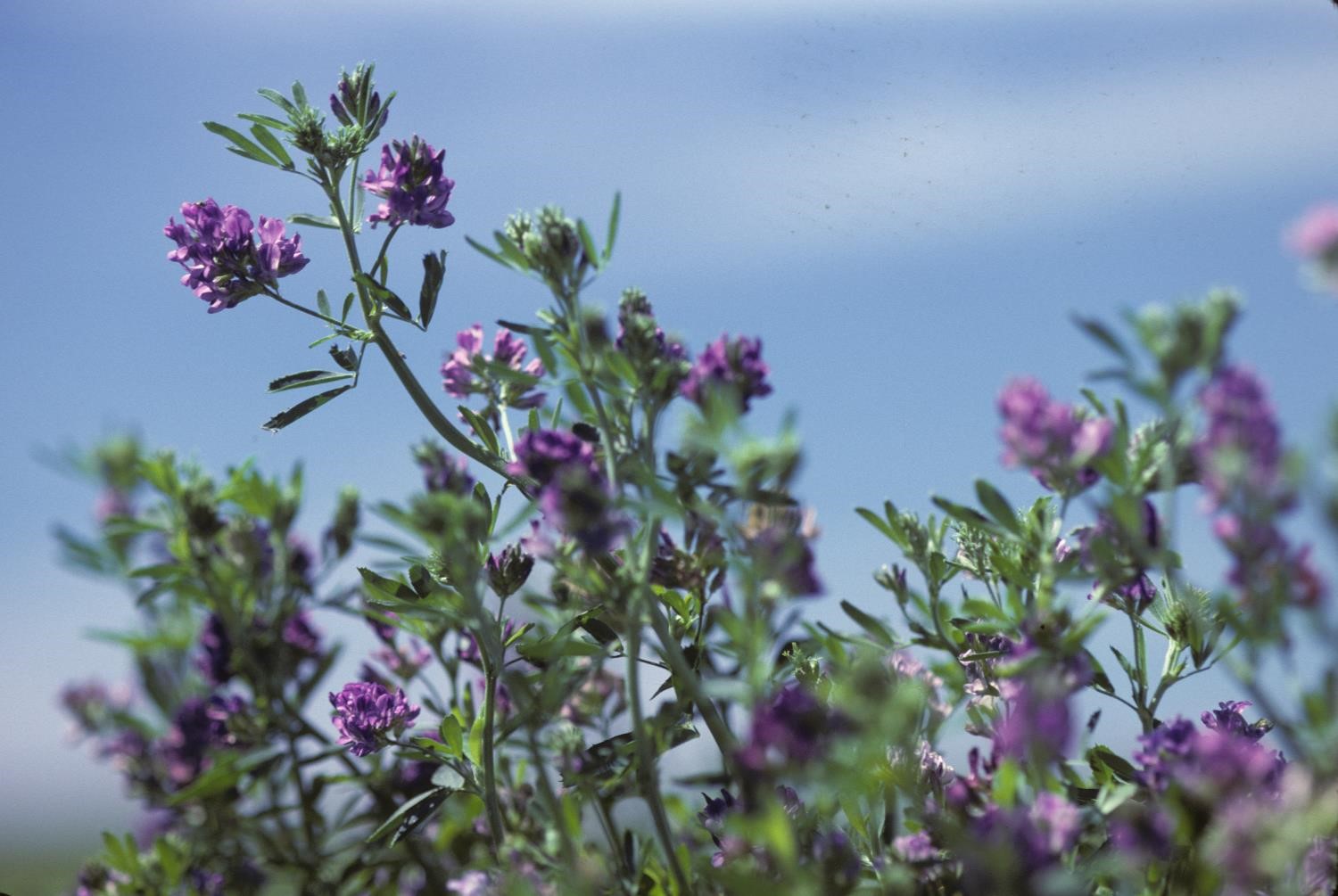 alfalfa plant with flowers in a field
